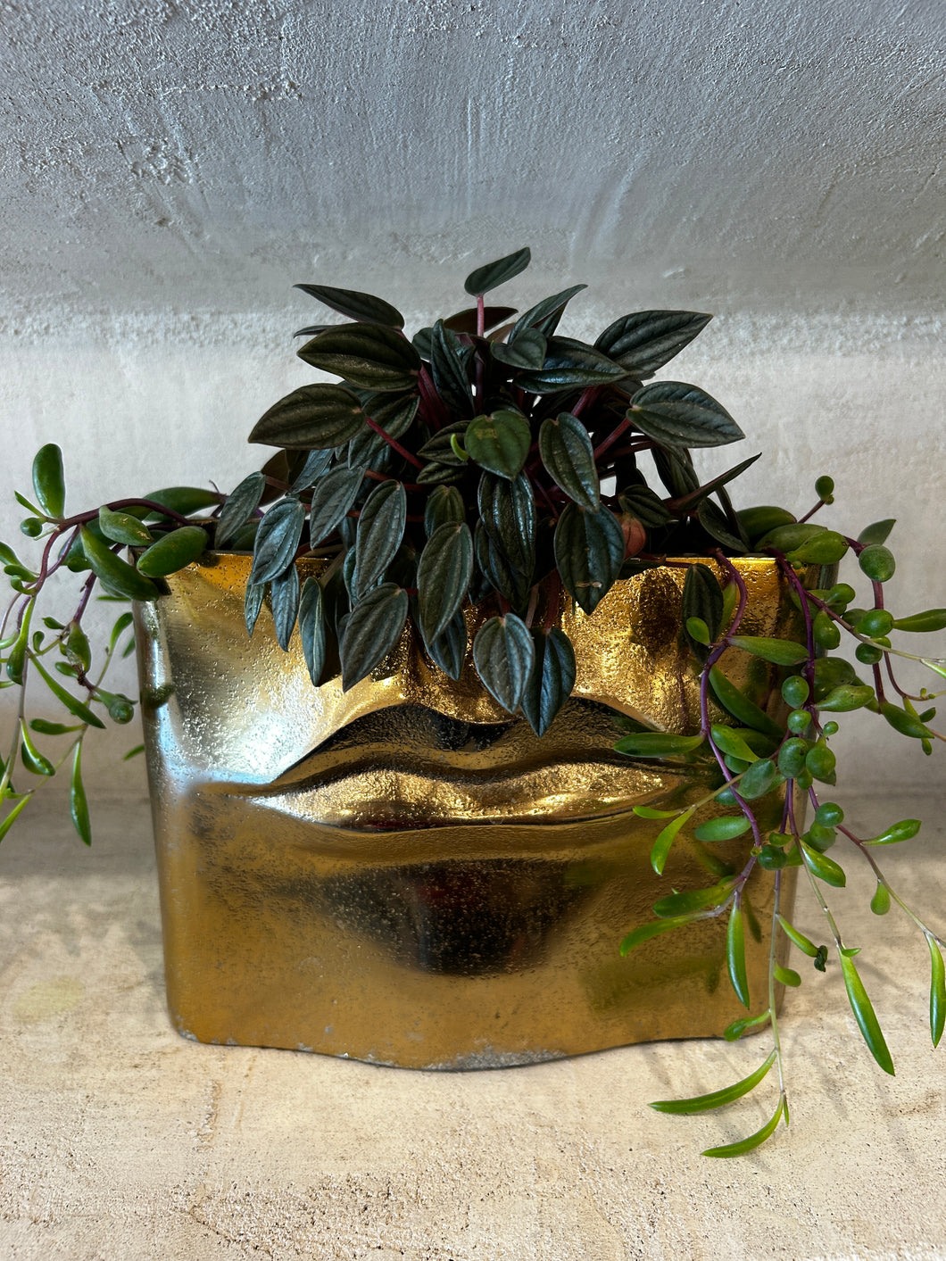 Gold Lip Planter
