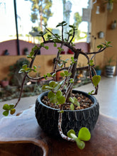 Load image into Gallery viewer, Bonsai