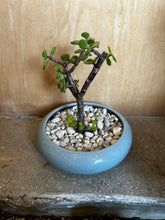 Load image into Gallery viewer, Bonsai Pot (extra small)