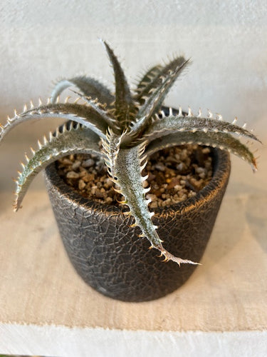 Dyckia 