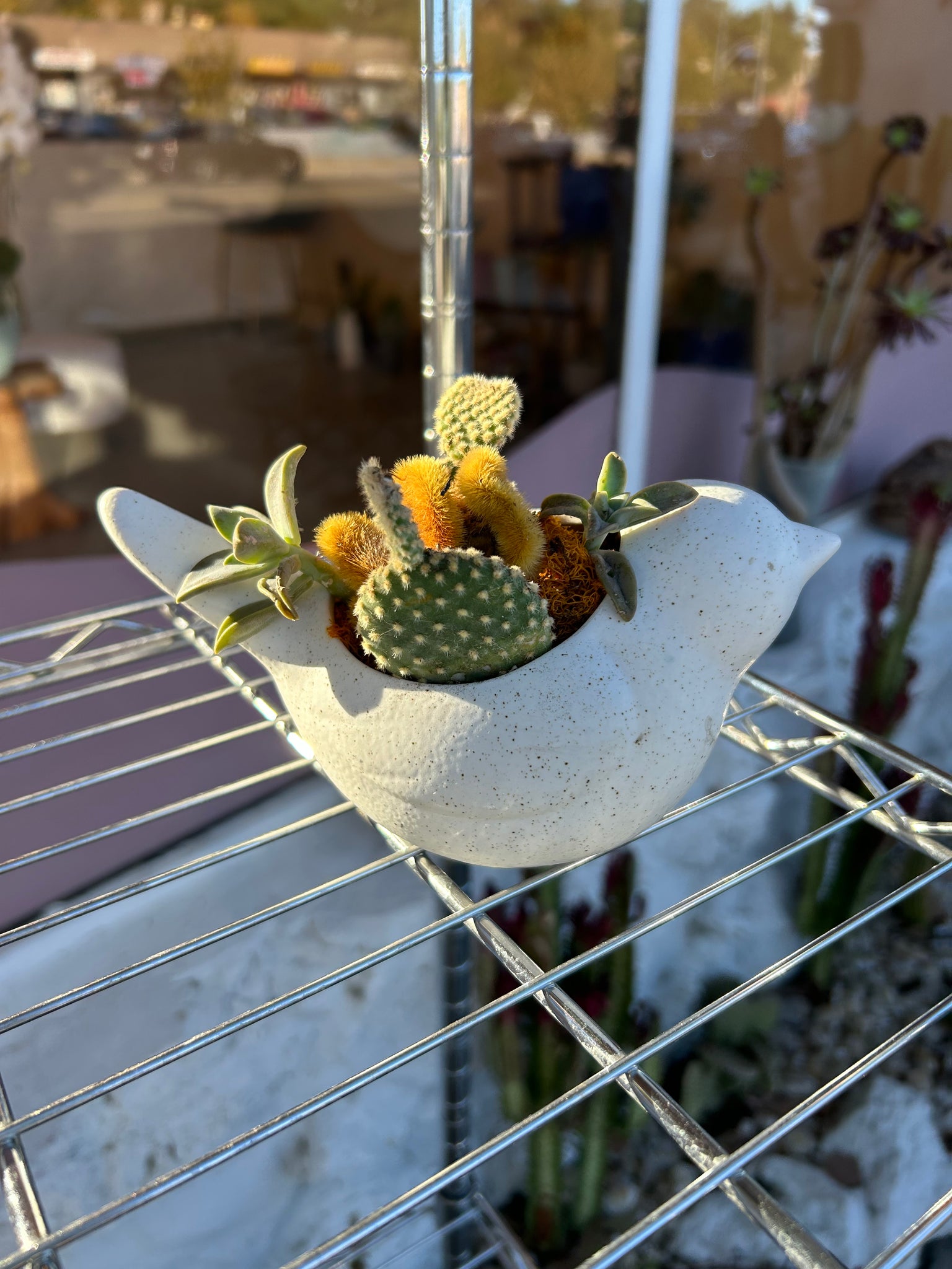 bird hanging planter Bird Wall Planter – ILoveTus Succulents