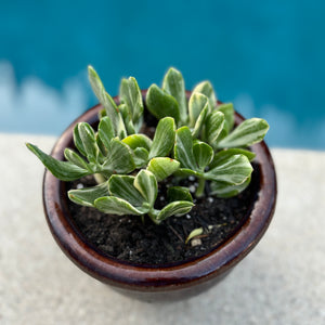 lemon and lime jade plant Crassula Ovata Variegated Jade "Tricolor" or "Lemon & Lime" – ILoveTus Succulents