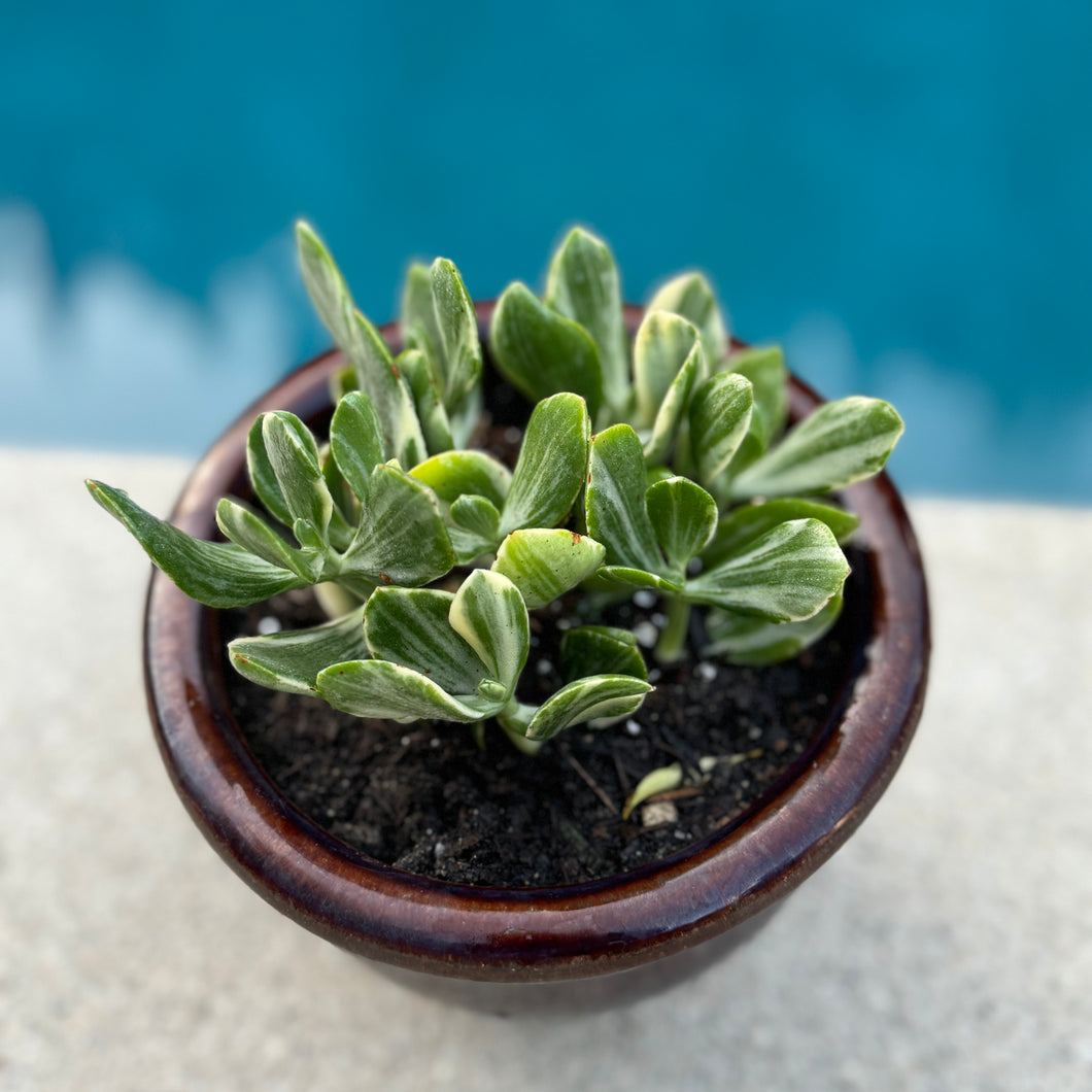 jade variegated plant Crassula Ovata Variegated Jade "Tricolor" or "Lemon & Lime" – ILoveTus Succulents