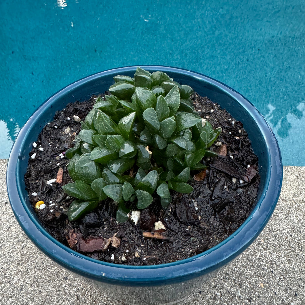 Haworthia Mirabilis Var Mundula