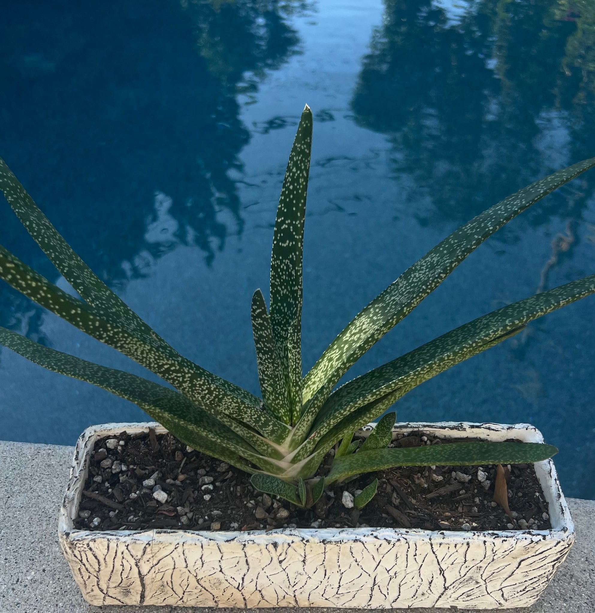 succulent tongue Gasteria Gracilis "Ox" or "Lawyer's Tongue" – ILoveTus Succulents