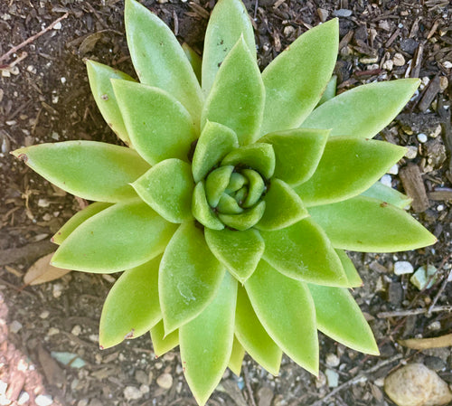 Echeveria Agavoides 