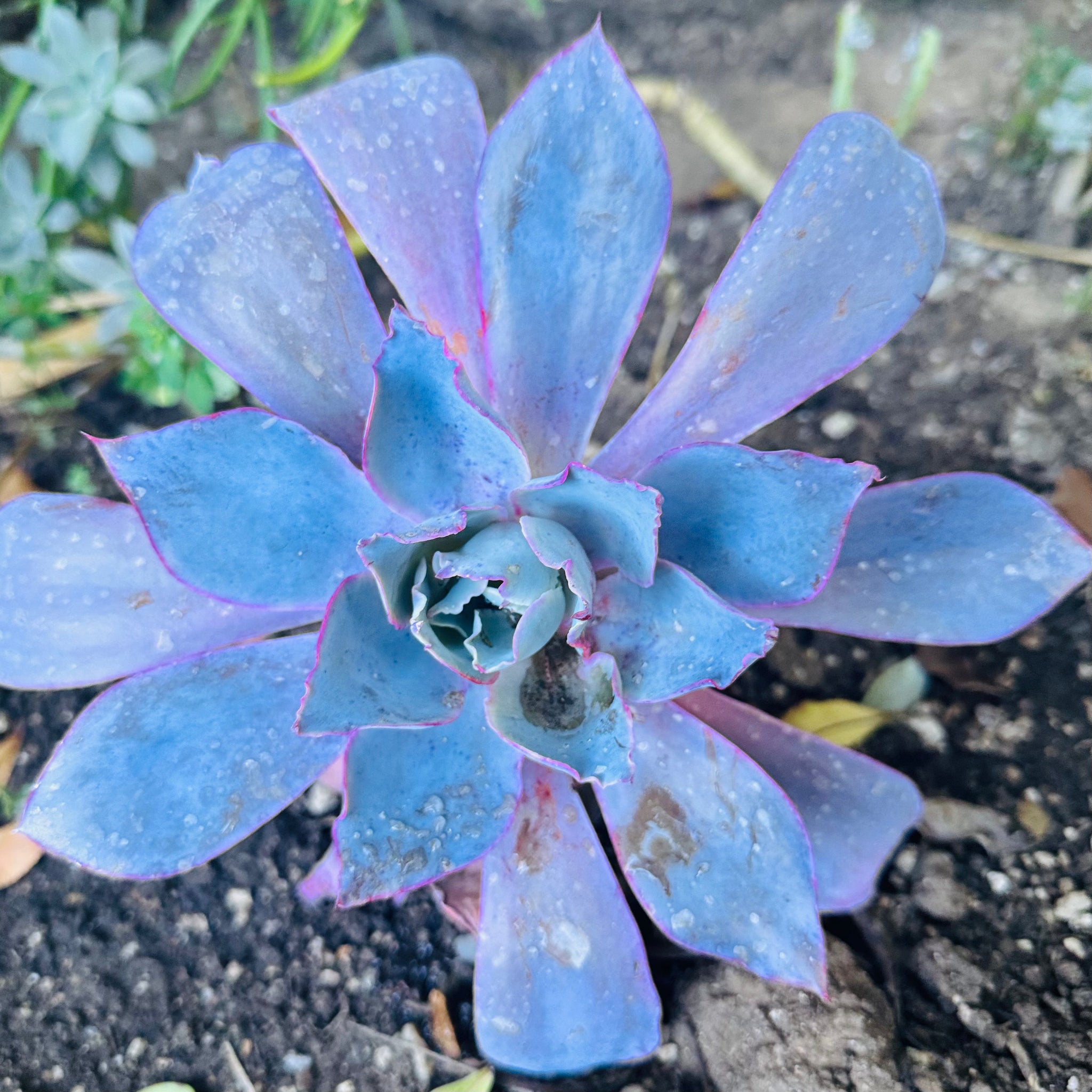 succulent afterglow Echeveria "Afterglow" – ILoveTus Succulents
