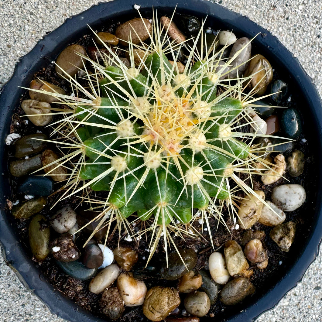 Echinocactus Grusonii 