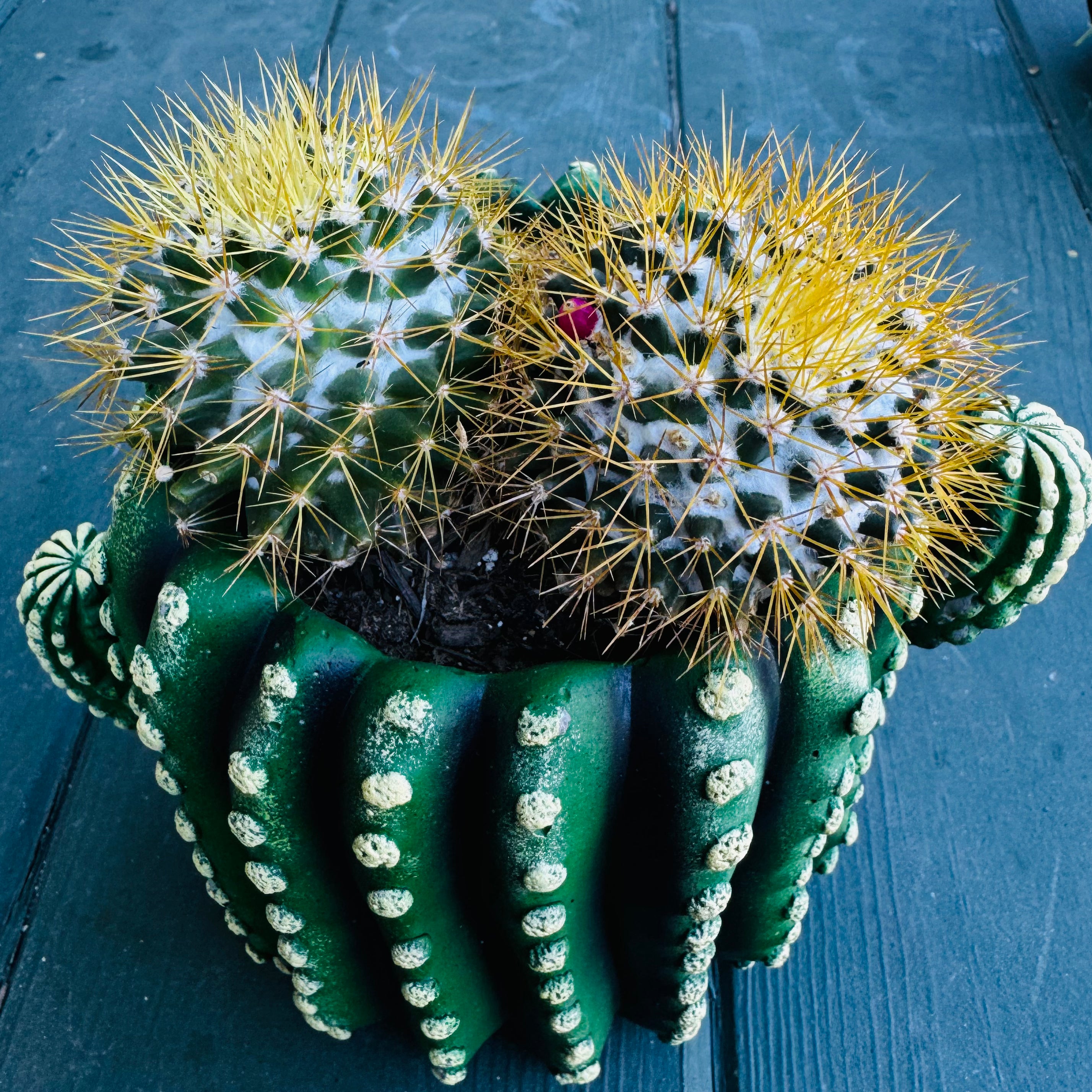 Mammillaria Canelensis 