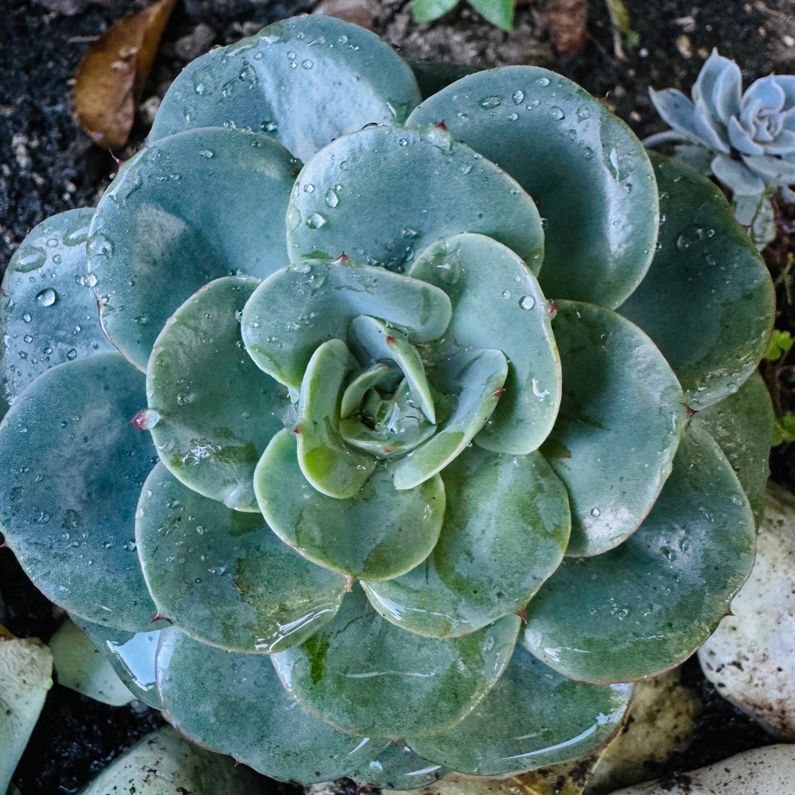 echeveria blue rose imbricata succulent Echeveria Imbricata "Blue Rose" – ILoveTus Succulents