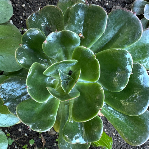 Echeveria 