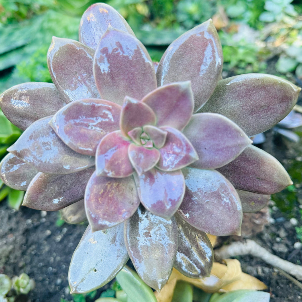 Echeveria 