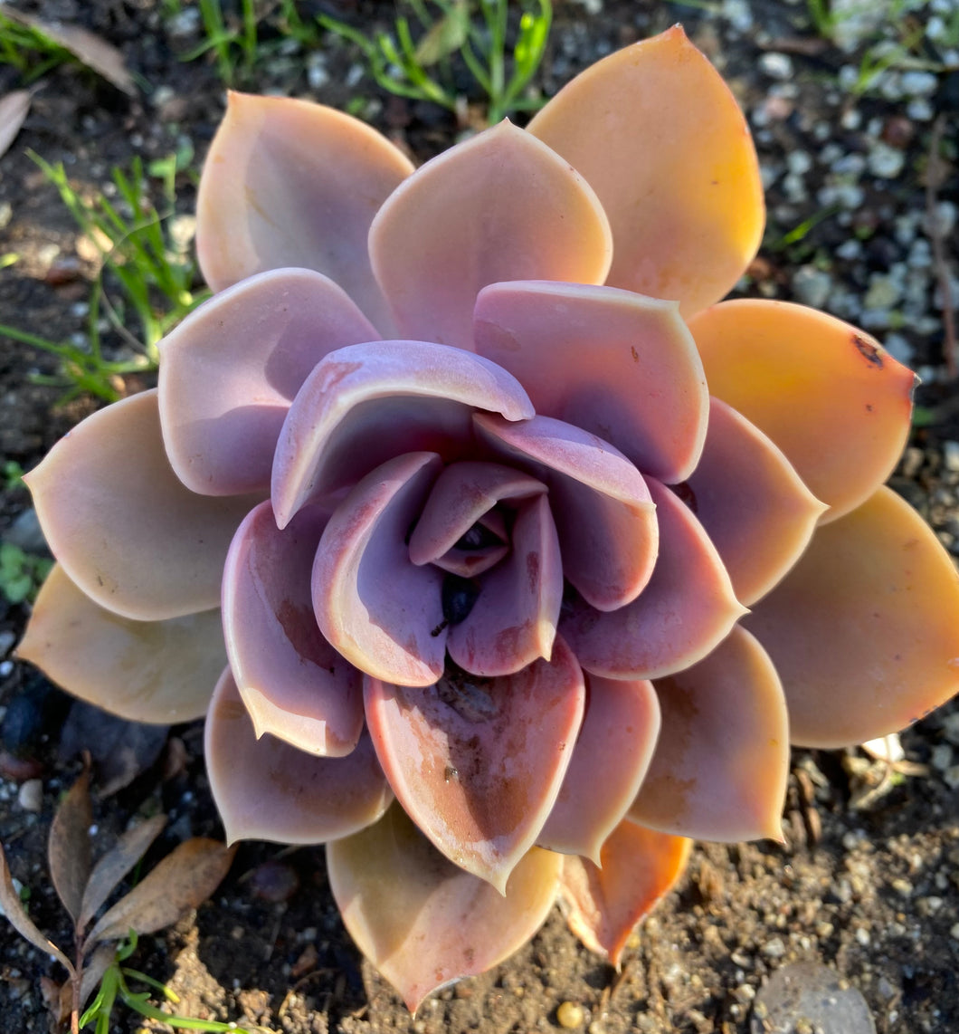 purple succulents Echeveria "Perle von Nürnberg" – ILoveTus Succulents