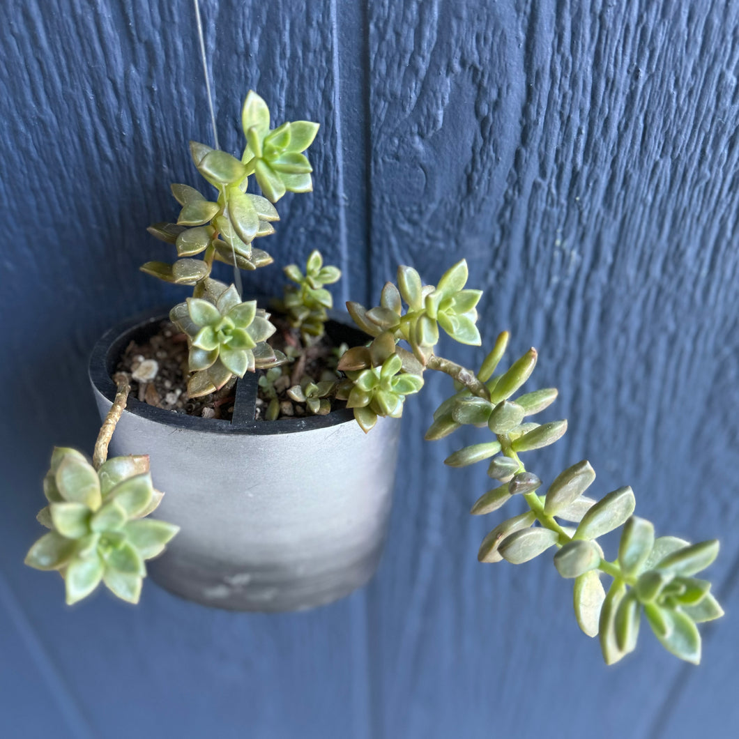 Graptosedum 