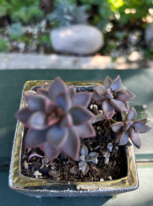 Graptosedum "California Sunset"