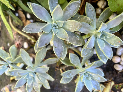 Graptopetalum Paraguayense 