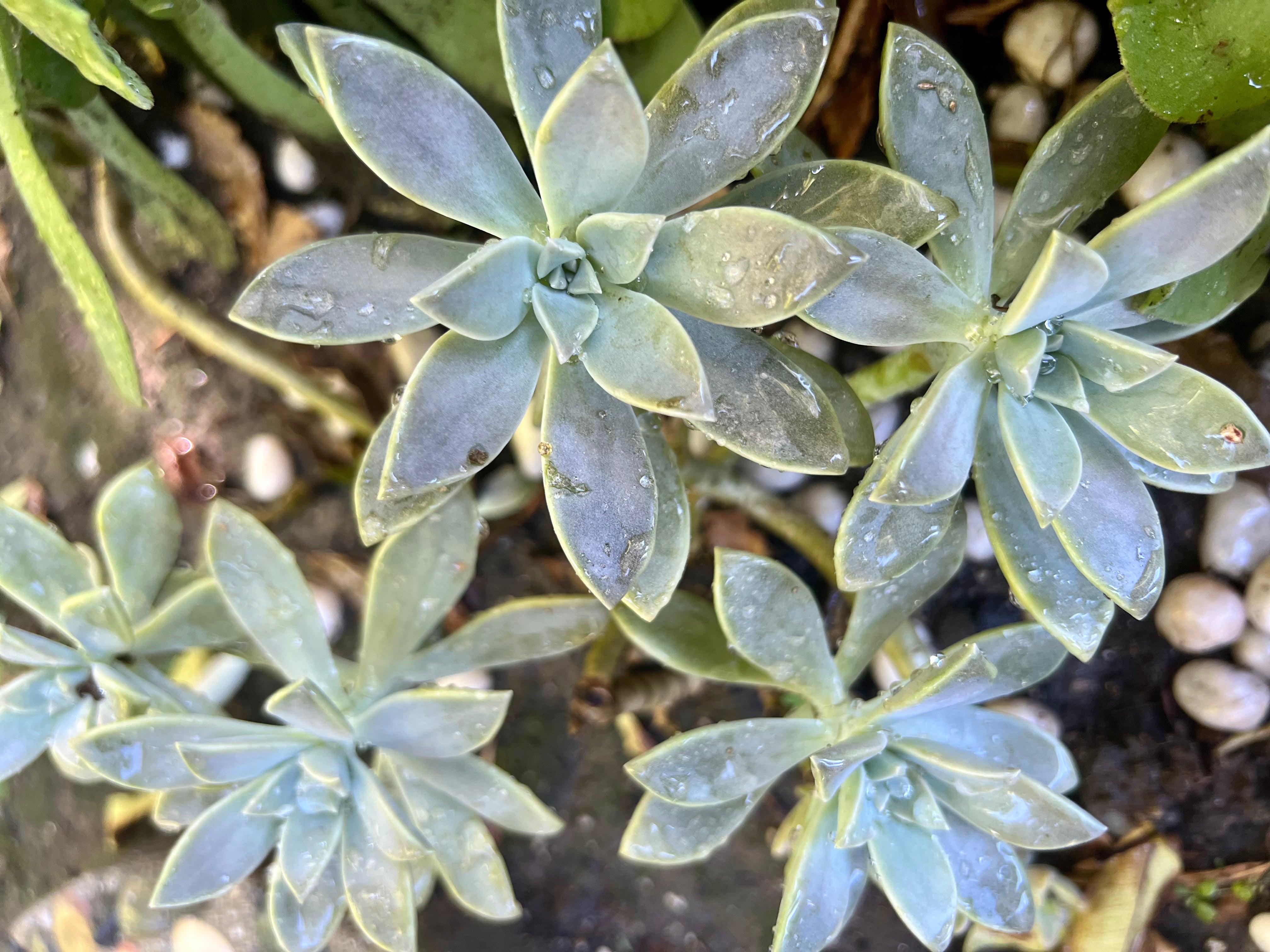 graptopetalum paraguayense ghost plant Graptopetalum Paraguayense 