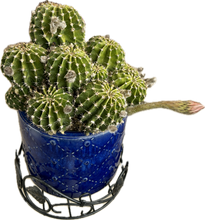 Load image into Gallery viewer, Echinopsis Subdenudata Hybrid &quot;Easter Lily Cactus&quot;