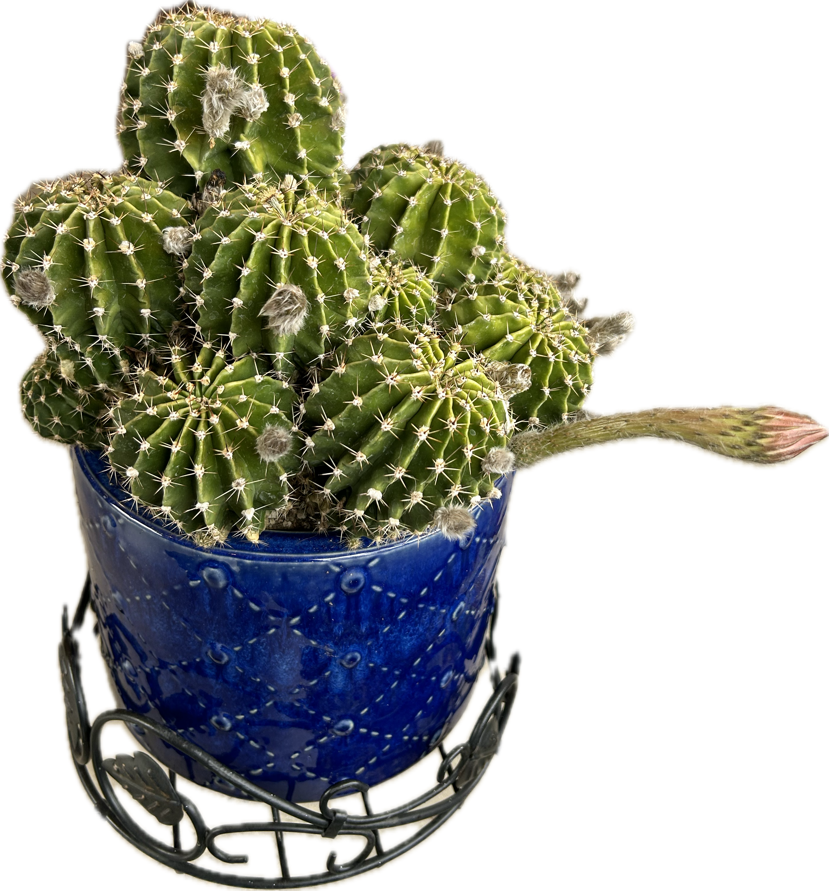 Echinopsis Subdenudata Hybrid 