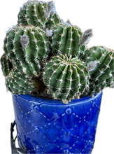 Load image into Gallery viewer, Echinopsis Subdenudata Hybrid &quot;Easter Lily Cactus&quot;