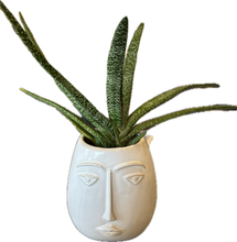 Load image into Gallery viewer, Gasteria Gracilis &quot;Ox or Lawyer&#39;s Tongue&quot; in Modern Face Planter