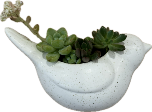 Bird Wall Planter
