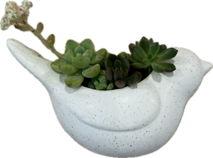 dove planter with succulents Bird Wall Planter – ILoveTus Succulents