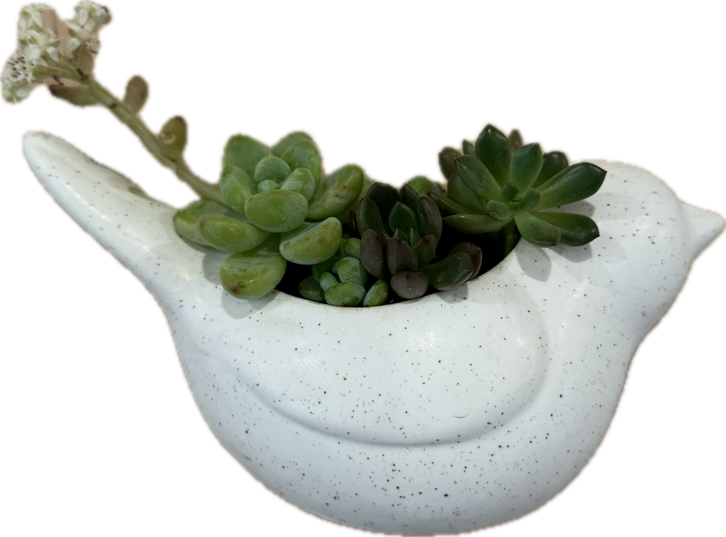 succulents in dove planter Bird Wall Planter – ILoveTus Succulents