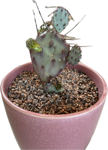violet prickly pear cactus Opuntia Macrocentra "Purple Prickly Pear Cactus" – ILoveTus Succulents