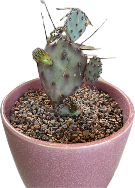 Opuntia Macrocentra 