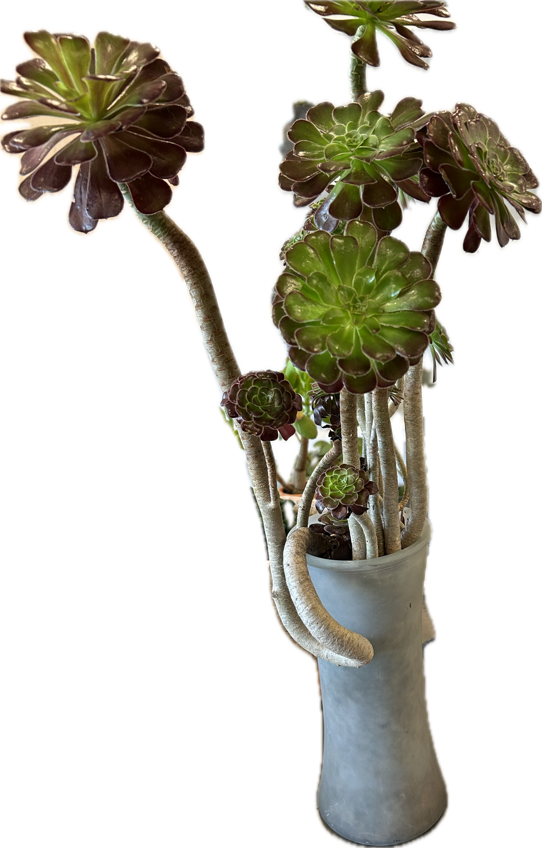 Aeonium  