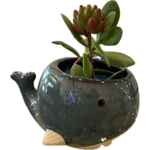 whale succulent planter Blue Whale Planter Medium – ILoveTus Succulents