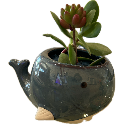 Blue Whale Planter