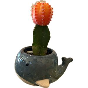 Blue Whale Planter