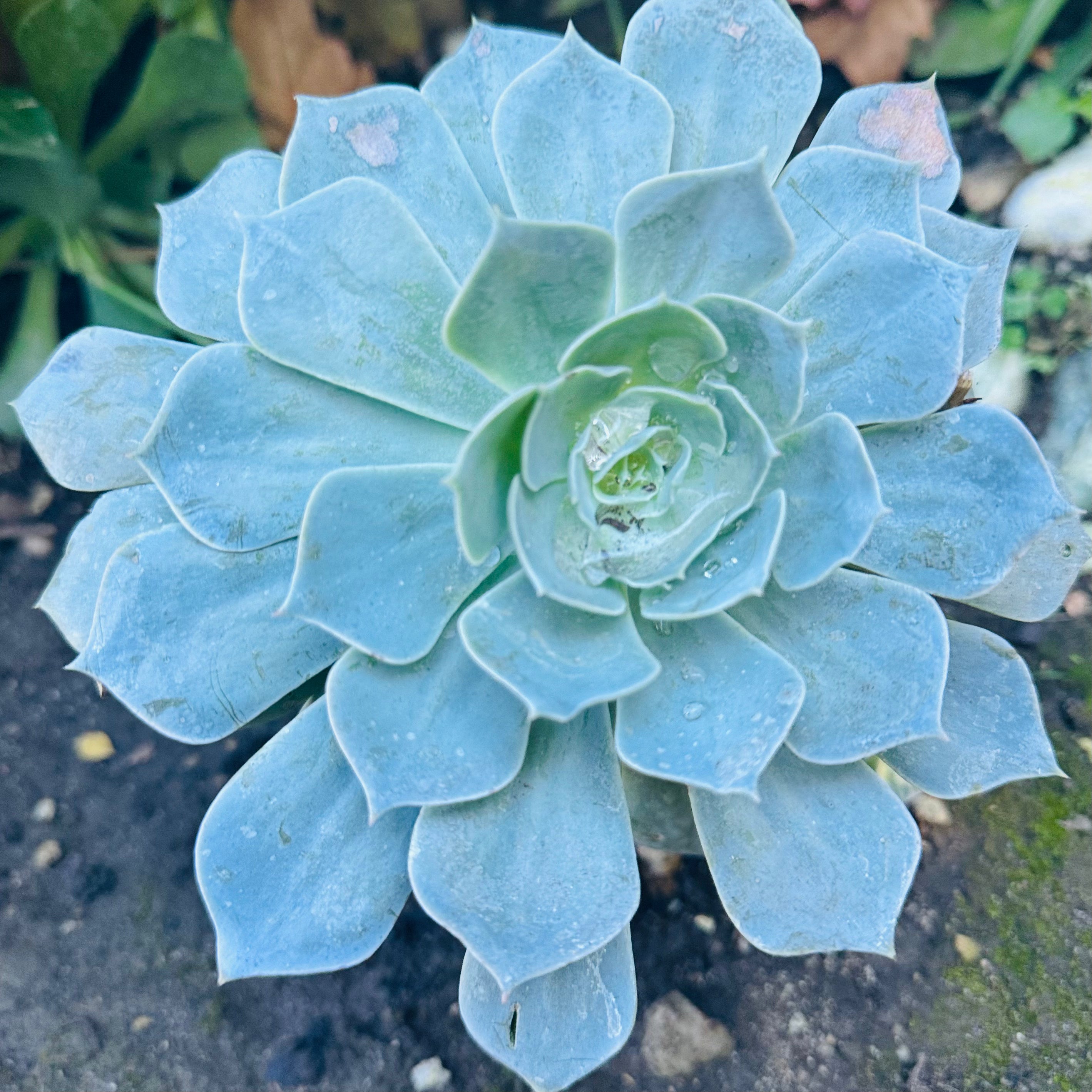 succulent lilacina Echeveria Lilacina "Ghost Echeveria" – ILoveTus Succulents