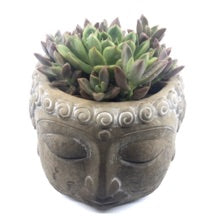 Cacti Buddha Crown - Concrete