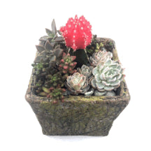 Load image into Gallery viewer, Small Do-It-Yourself Lovetus Succulent Mini-Garden Kit