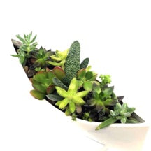 Boatus Ceramic Succulent Garden