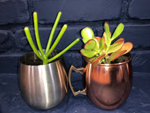 Load image into Gallery viewer, Metallitus Mini Succulents