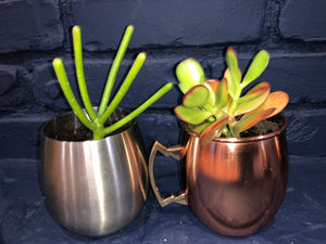 Metallitus Mini Succulents