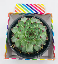 Load image into Gallery viewer, Large Succulent of your Choice (6+ inch Pot)