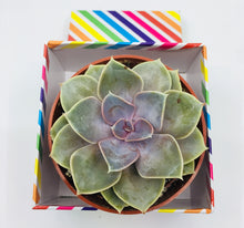 Load image into Gallery viewer, Large Succulent of your Choice (6+ inch Pot)