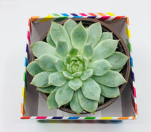 Load image into Gallery viewer, Large Succulent of your Choice (6+ inch Pot)