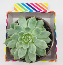 Load image into Gallery viewer, Medium Succulent of your Choice (4 inch Pot)