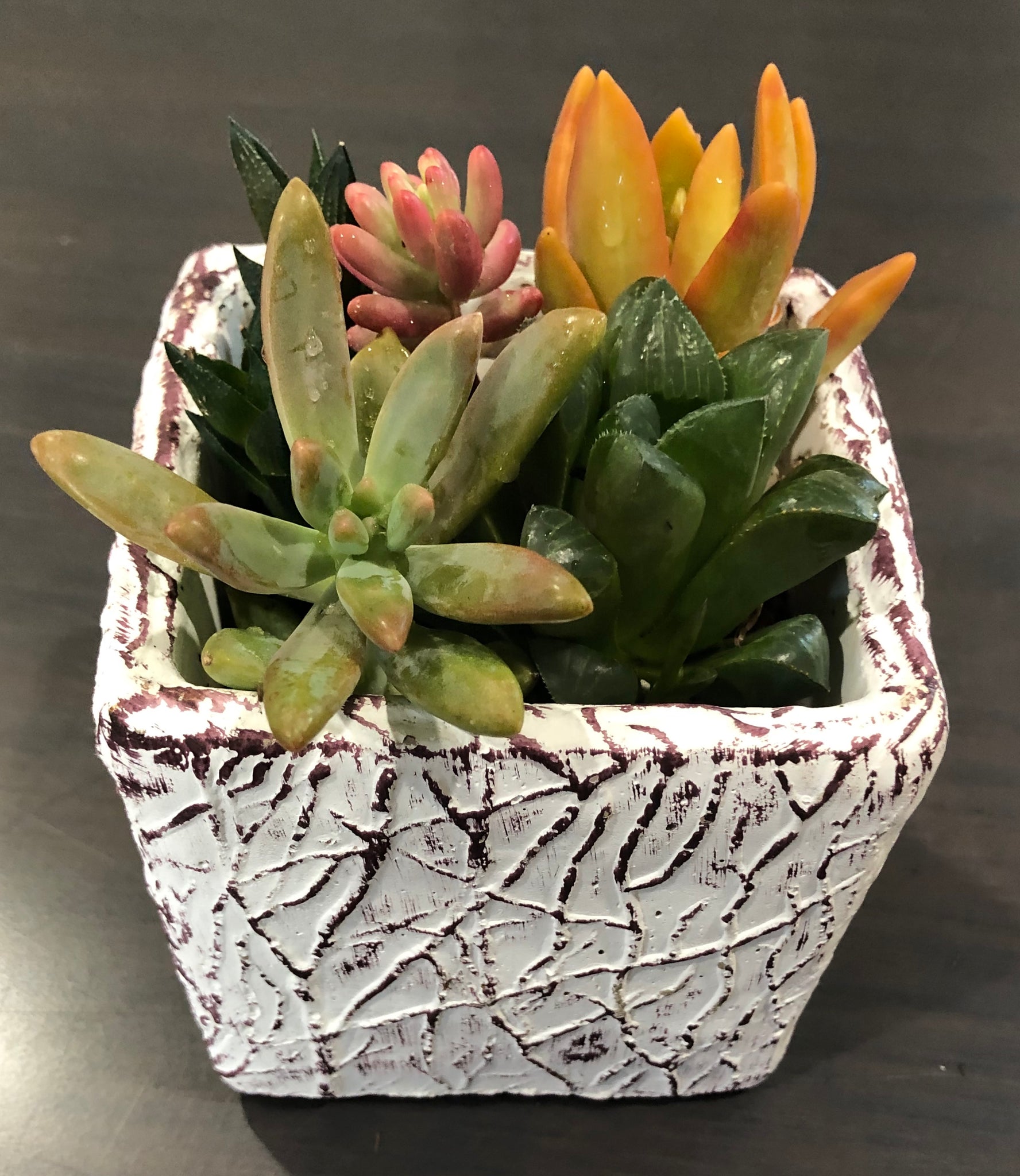 succulent garden kit Small Do-It-Yourself Lovetus Succulent Mini-Garden Kit – ILoveTus Succulents
