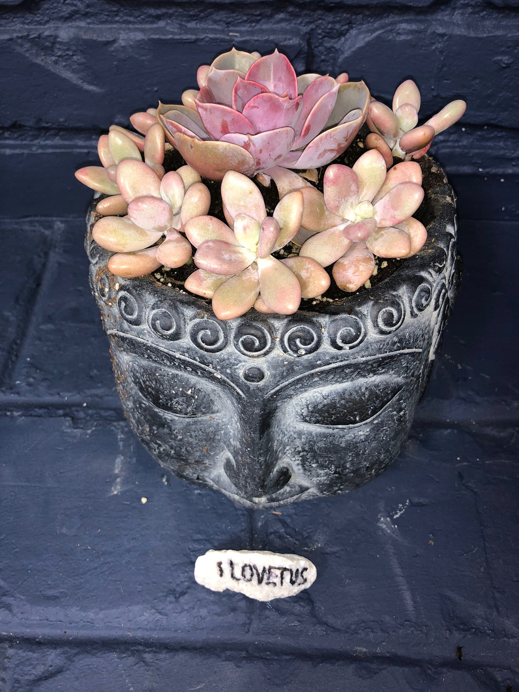 Cacti Buddha Crown - Charcoal