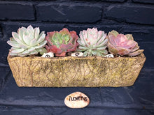 Load image into Gallery viewer, Modern Rectangtus Olive Ceramic Succulent Garden