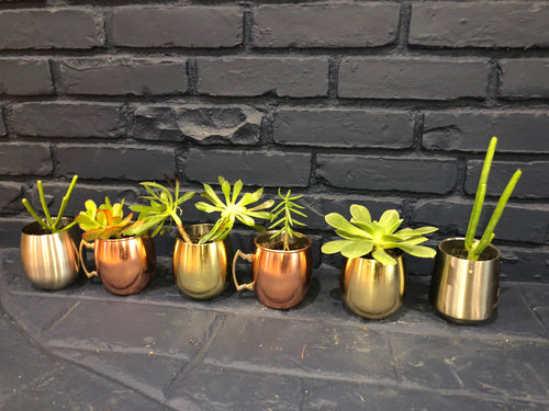 Metallitus Mini Succulents