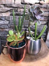 Load image into Gallery viewer, Metallitus Mini Succulents