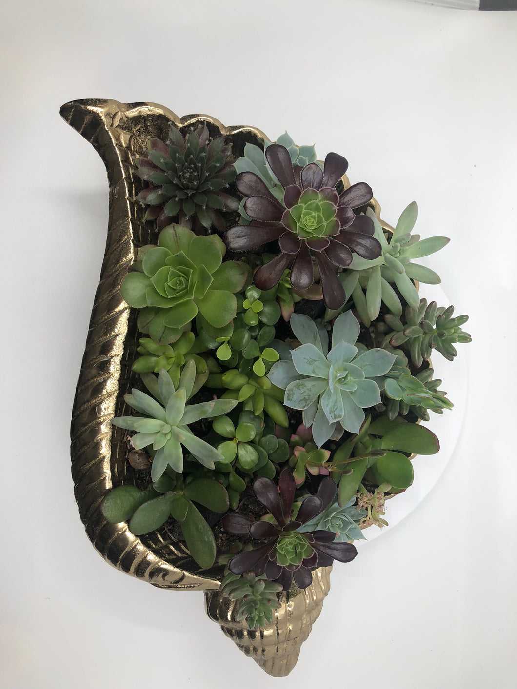 Shell Metallic Succulent Garden